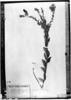 Crotalaria flavicoma image