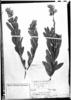 Crotalaria martiana subsp. mohlenbrockii image