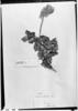 Crotalaria holosericea image