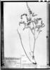 Crotalaria vitellina var. laeta image