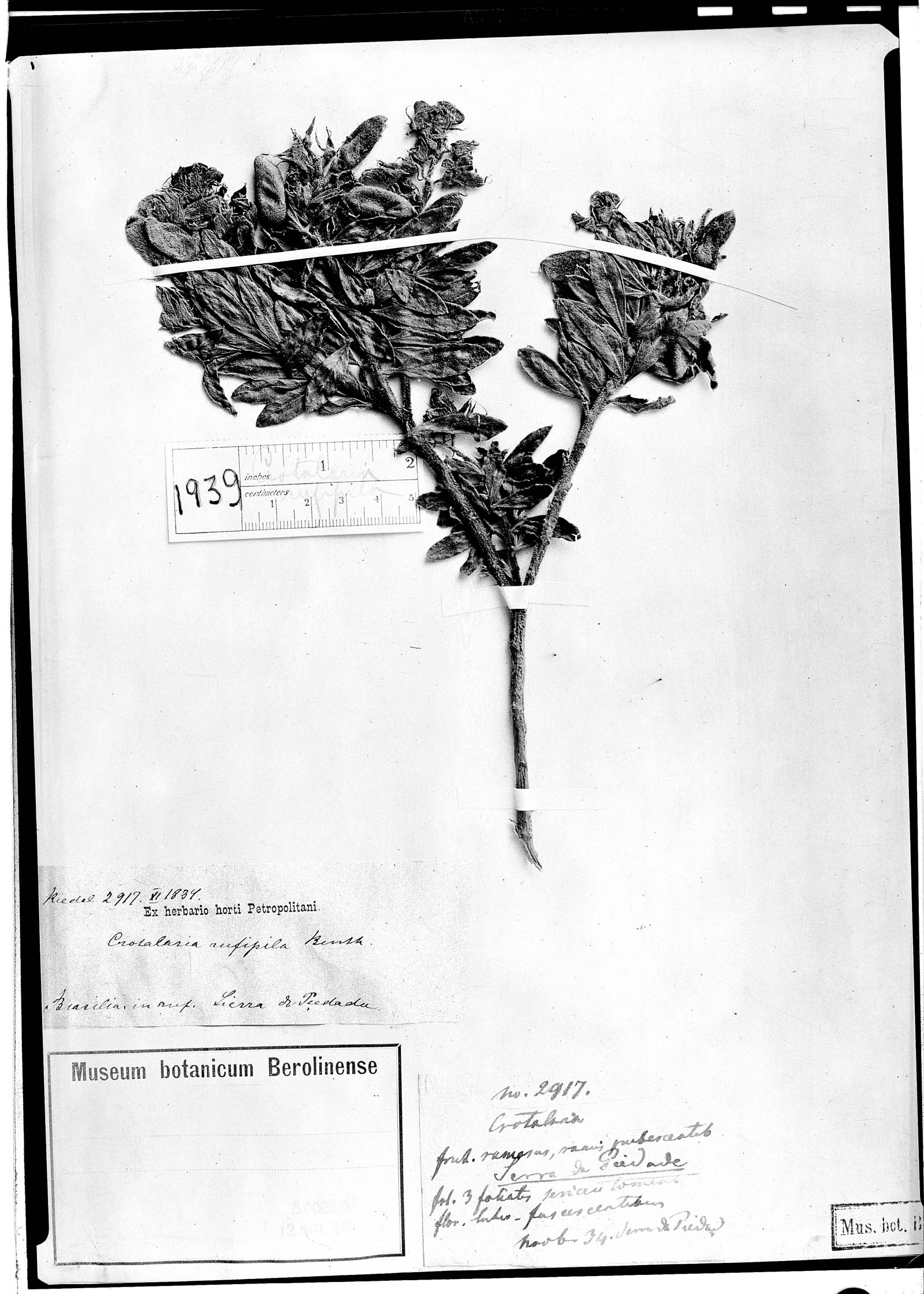 Crotalaria rufipila image