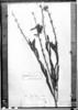 Crotalaria schiedeana image