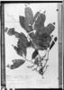Iryanthera trigona image