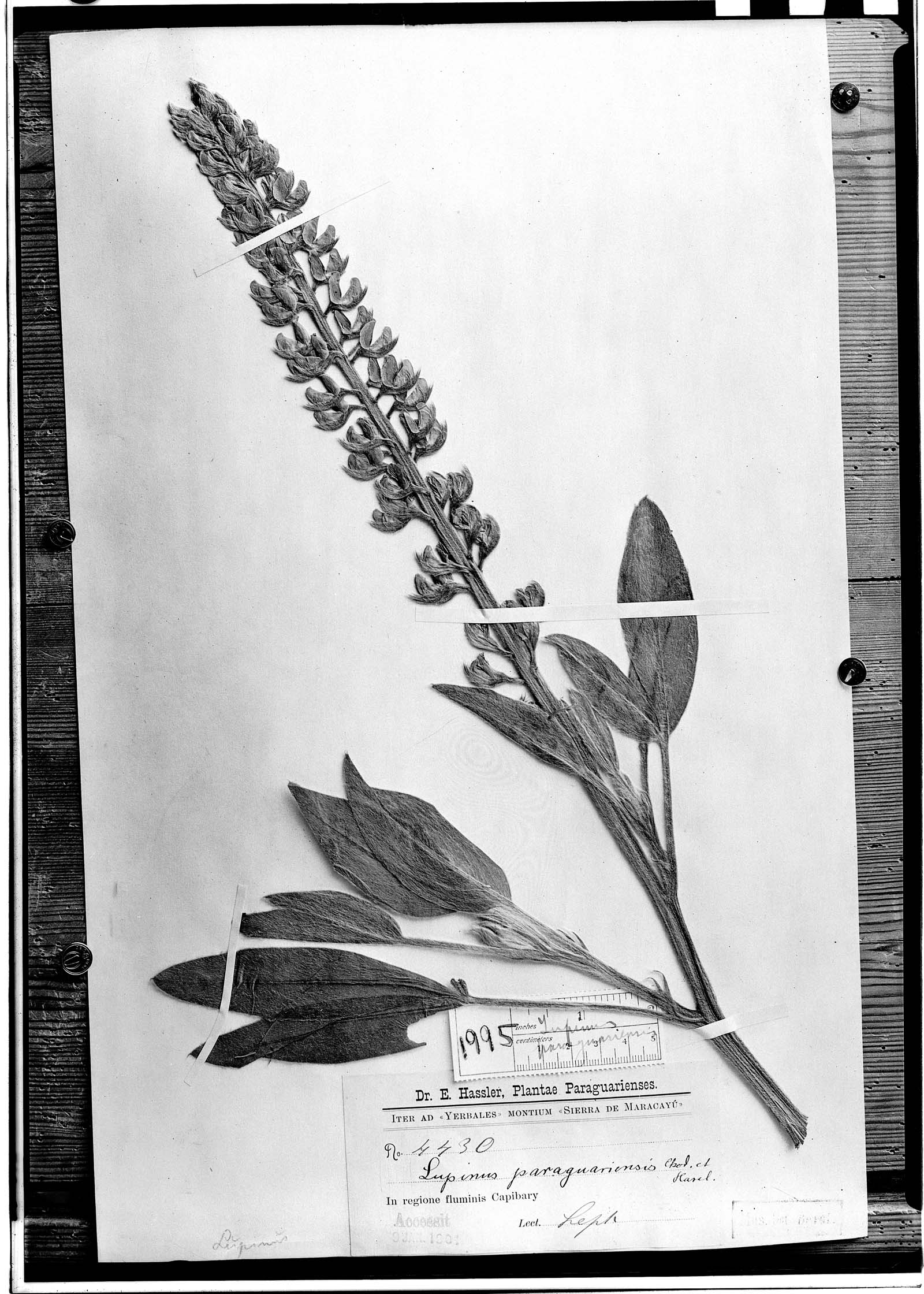 Lupinus paraguariensis image