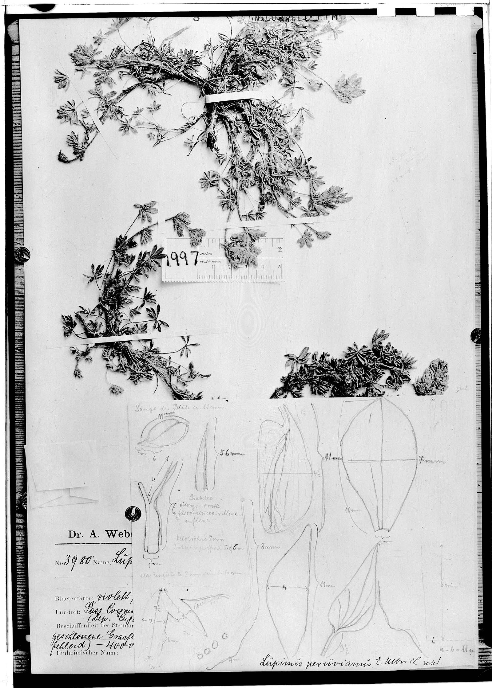 Lupinus peruvianus image