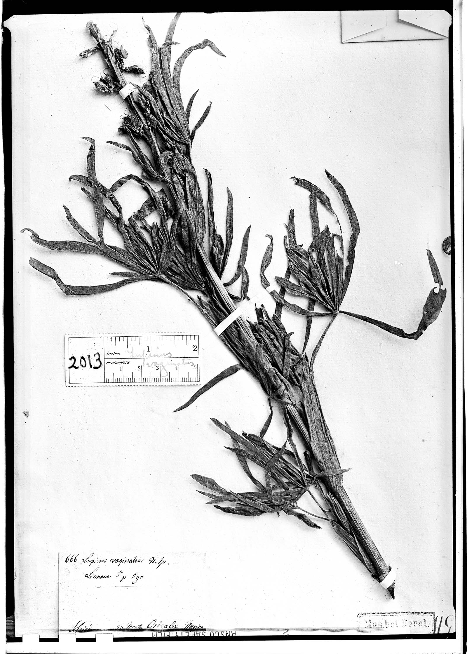 Lupinus montanus subsp. montanus image