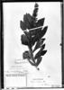 Lupinus velutinus image