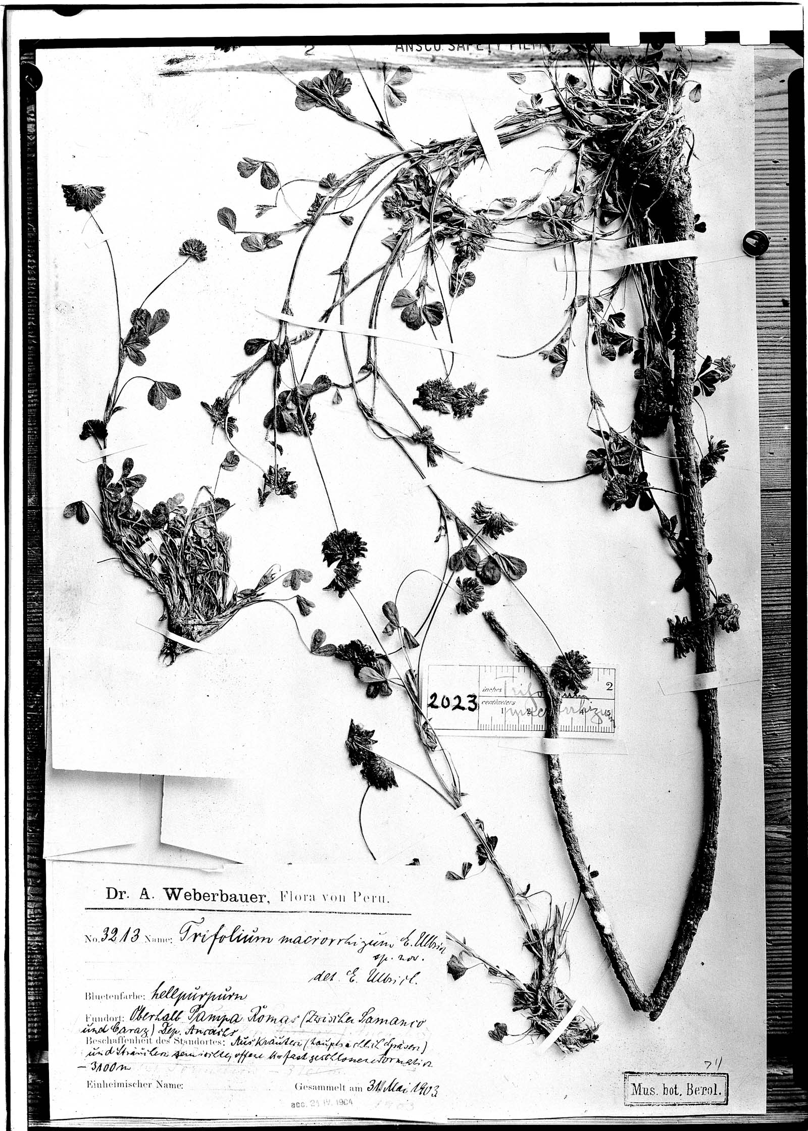 Trifolium macrorrhizum image