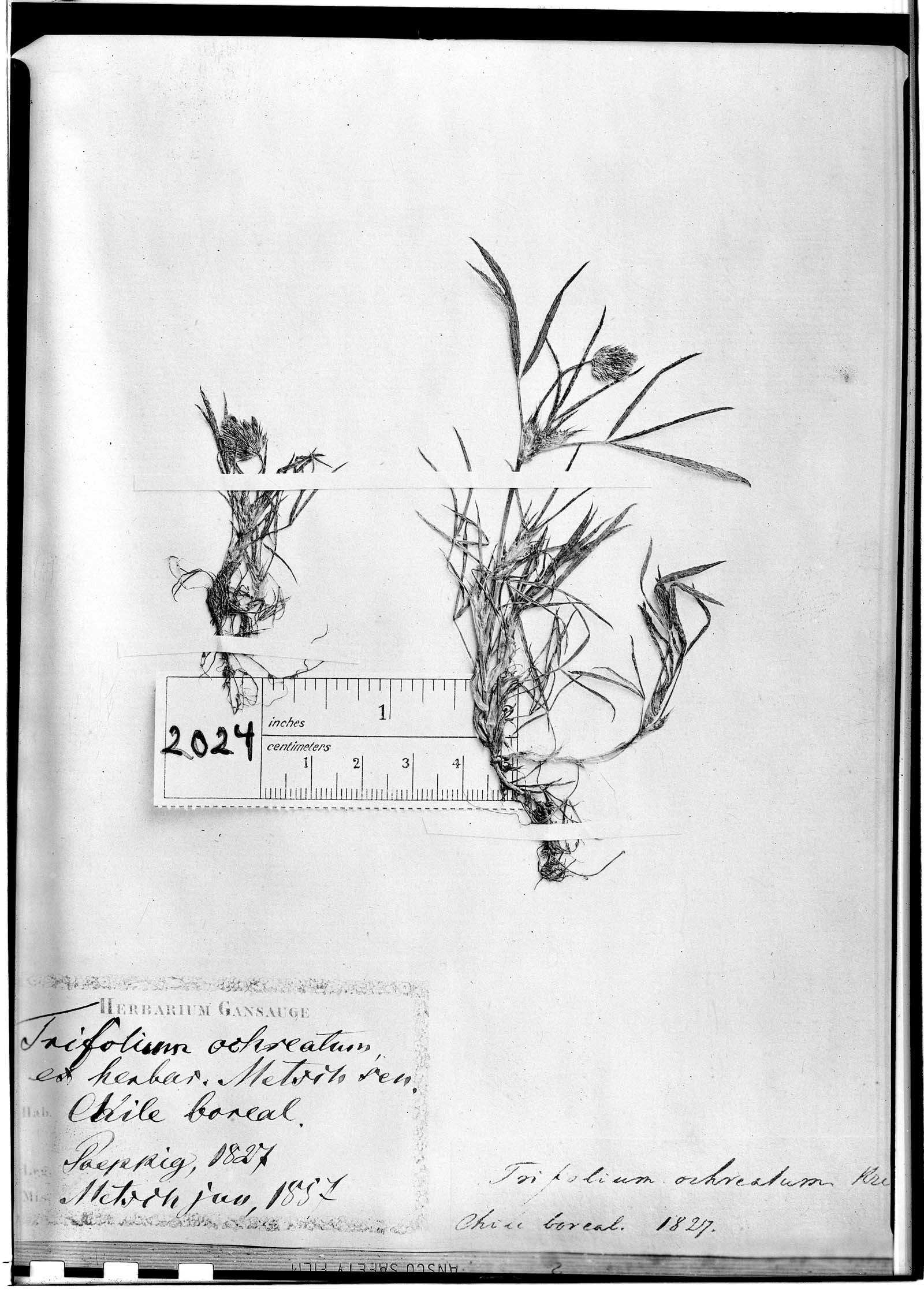 Trifolium chilense image
