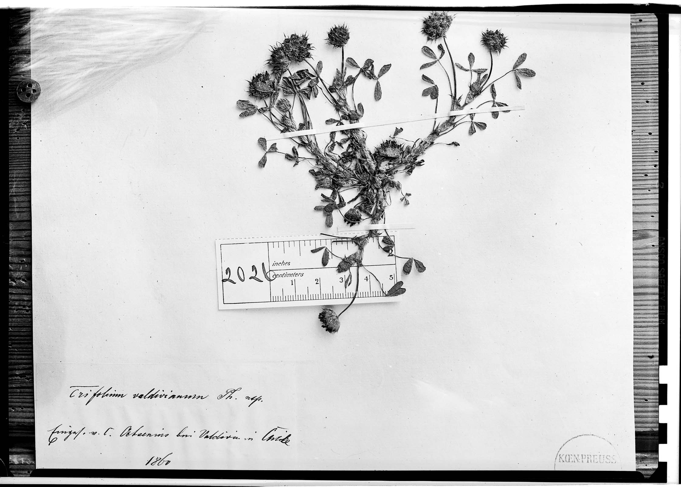 Trifolium physanthum image