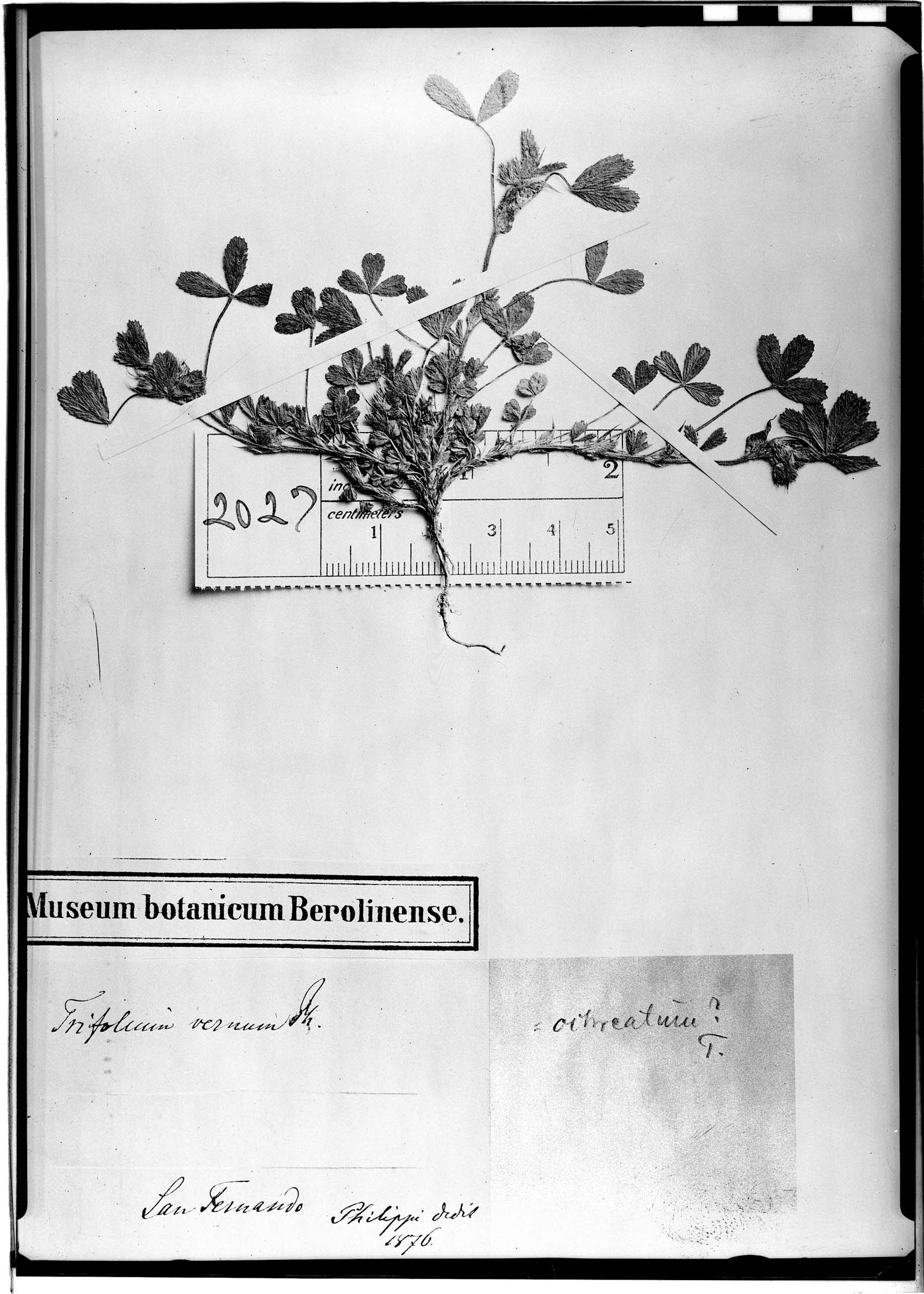 Trifolium vernum image