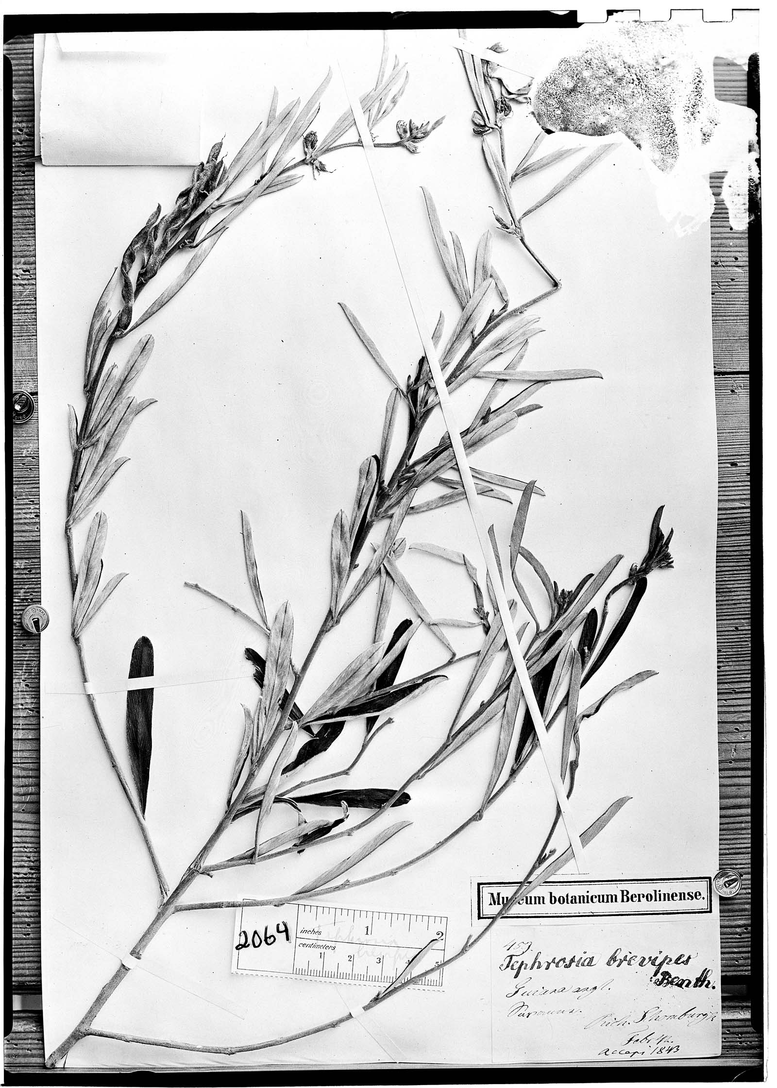 Tephrosia sessiliflora image