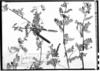 Cracca poliophylla image
