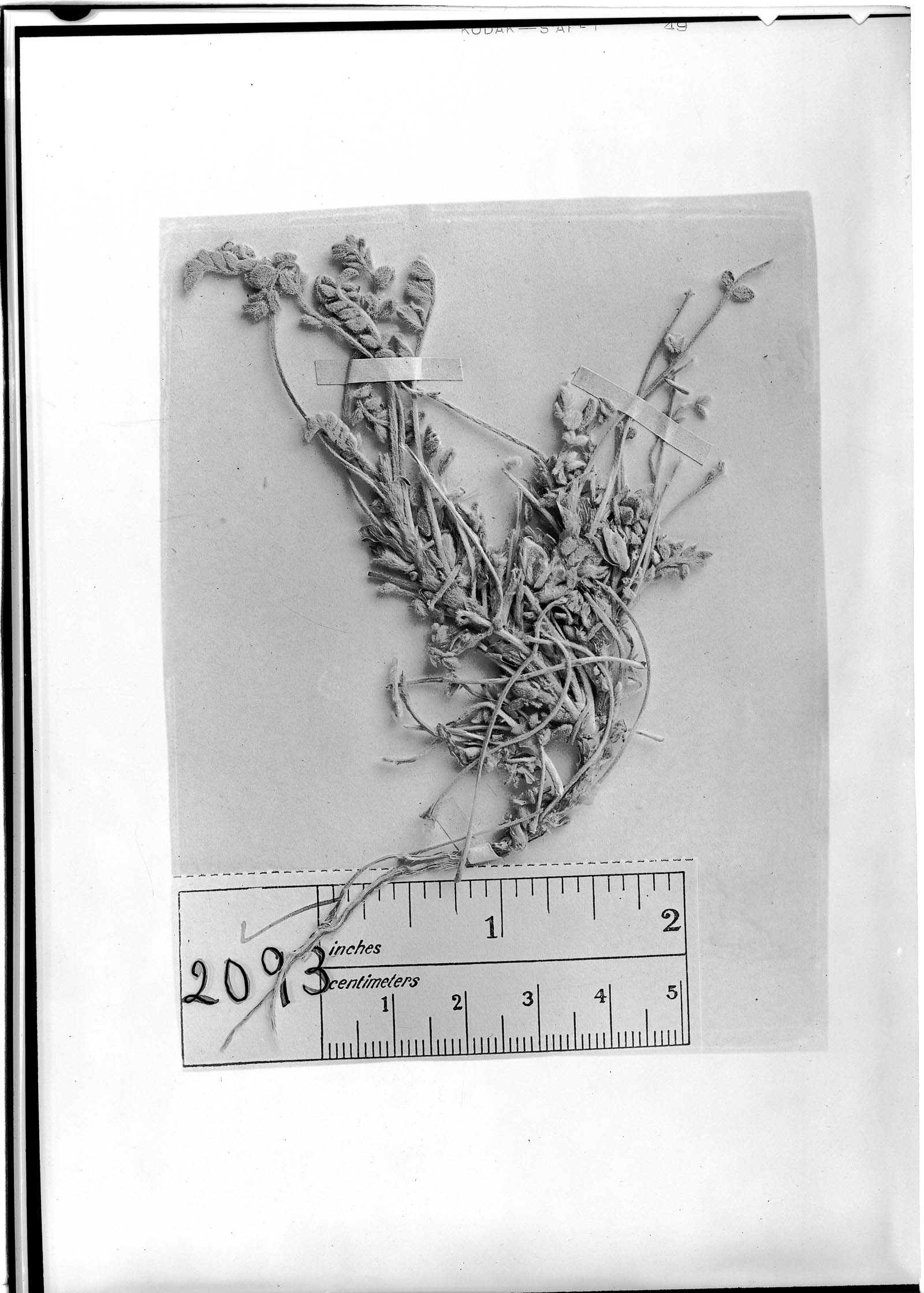 Astragalus clandestinus image