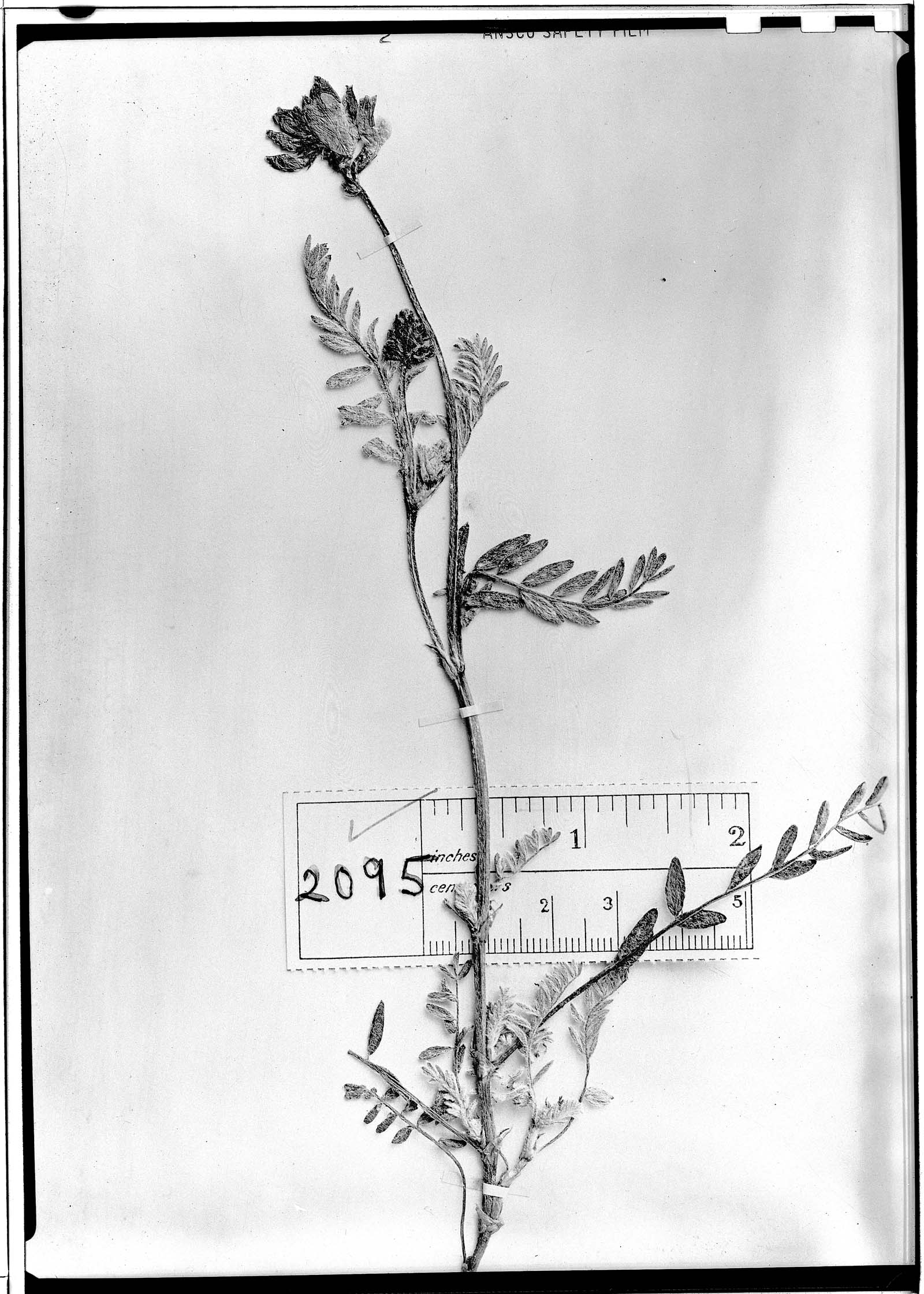 Astragalus concinnus image