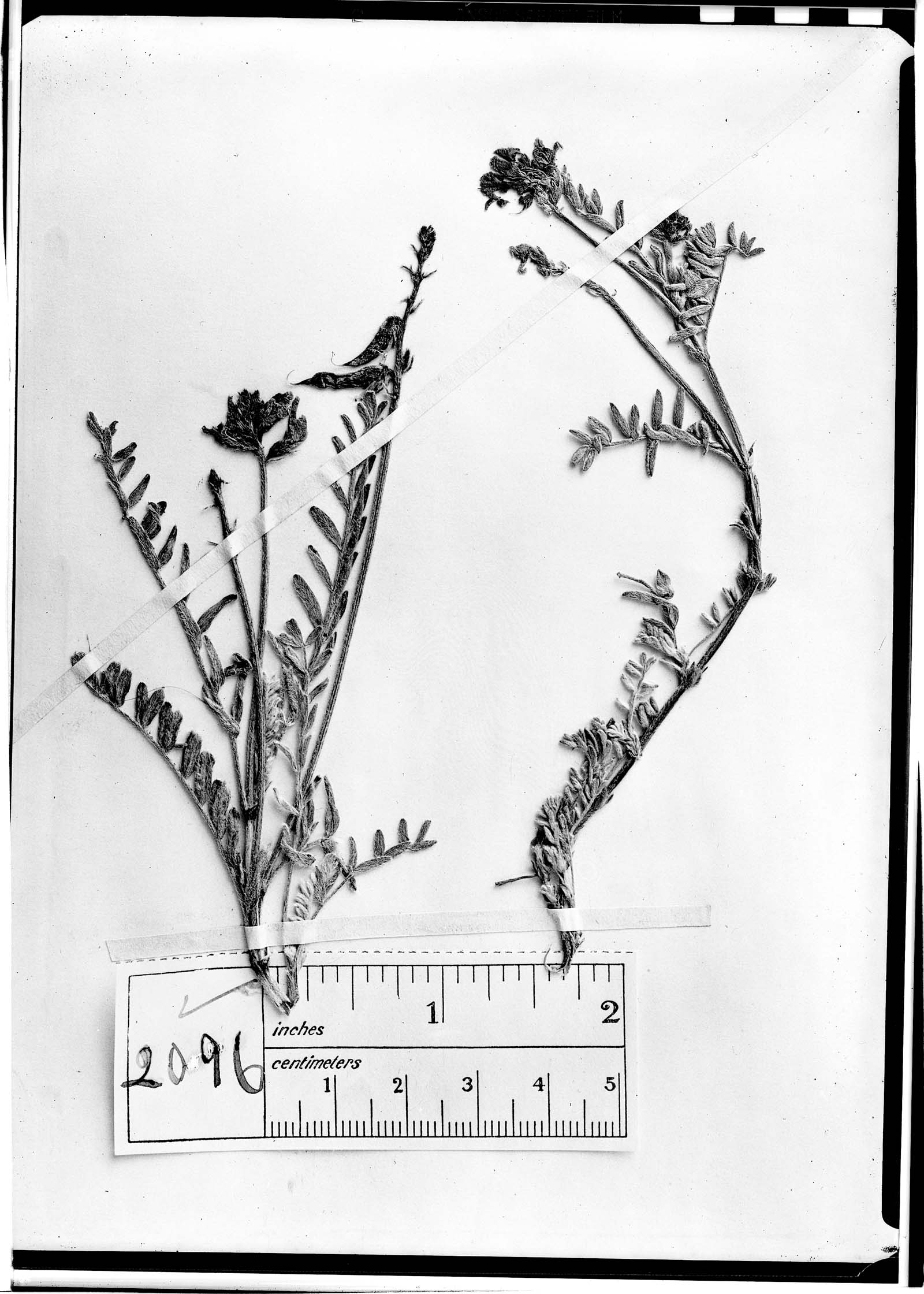 Astragalus berteri image