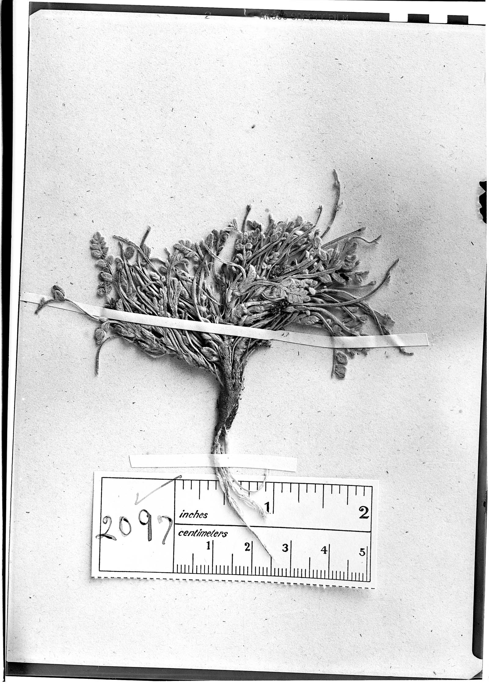 Astragalus cryptanthus image
