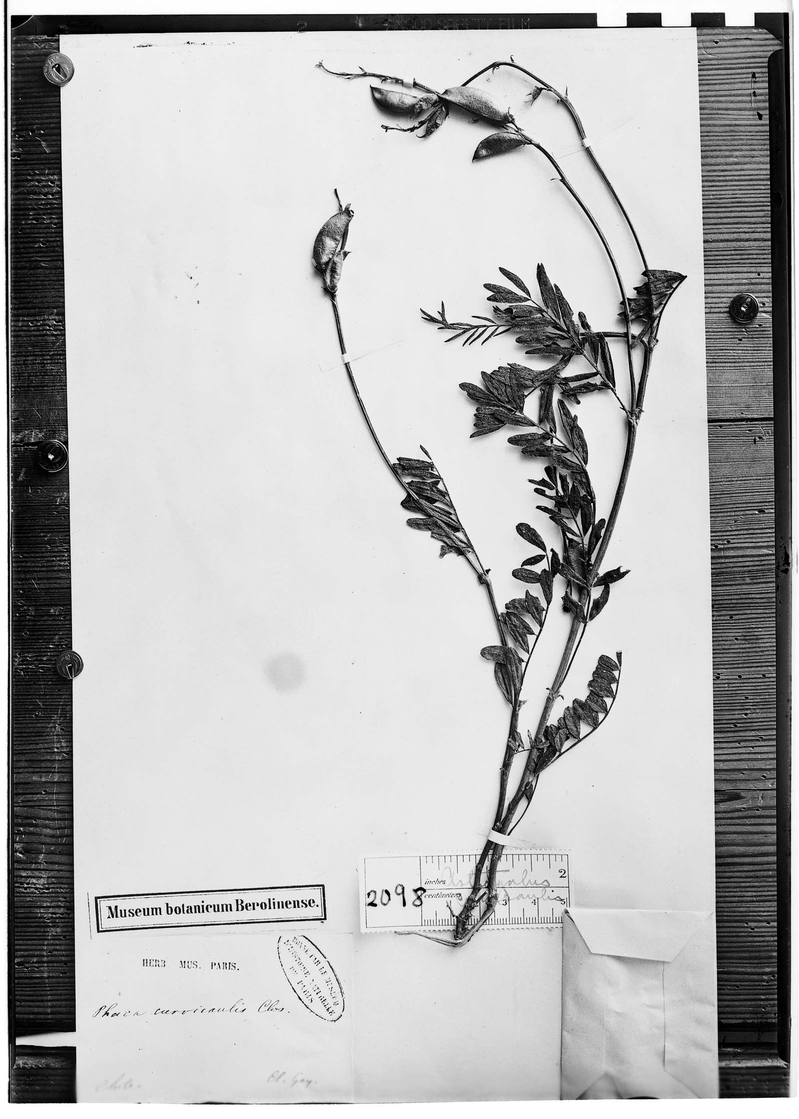 Astragalus curvicaulis image