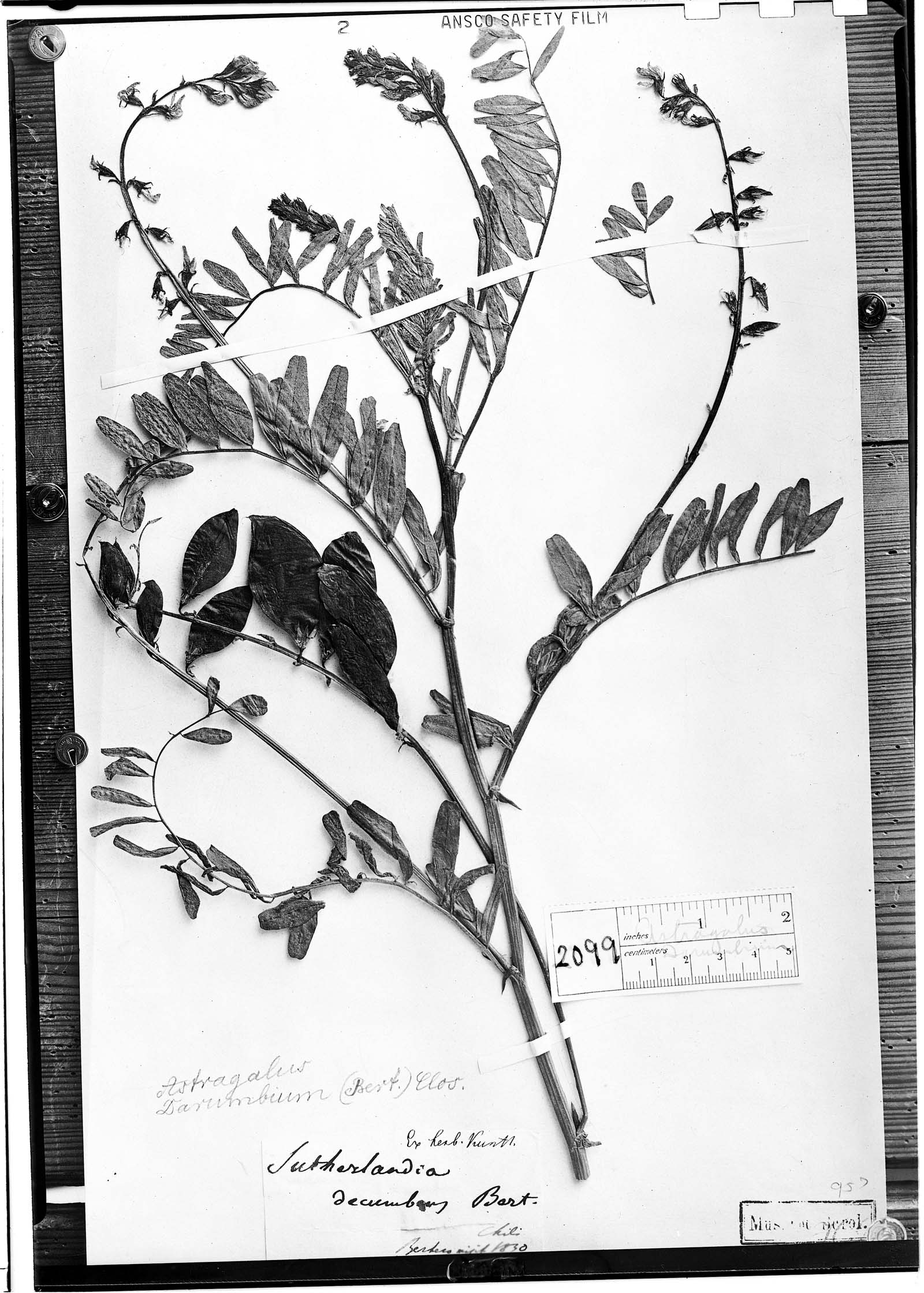 Astragalus darumbium image