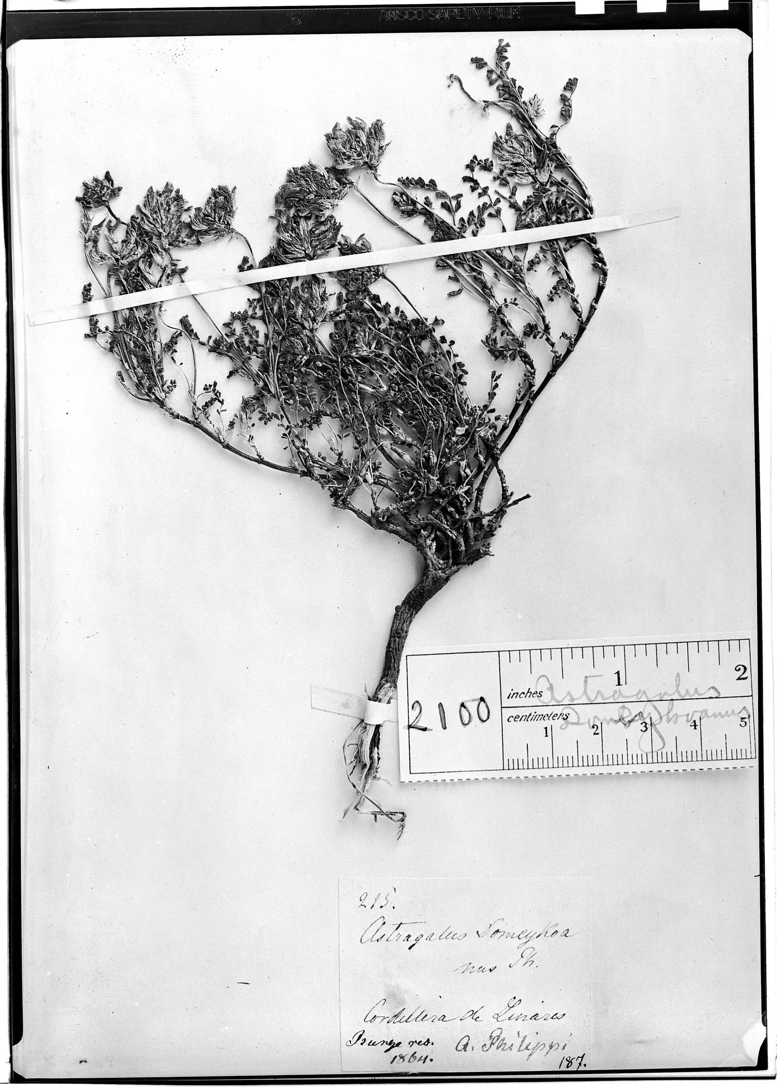 Astragalus domeykoanus image
