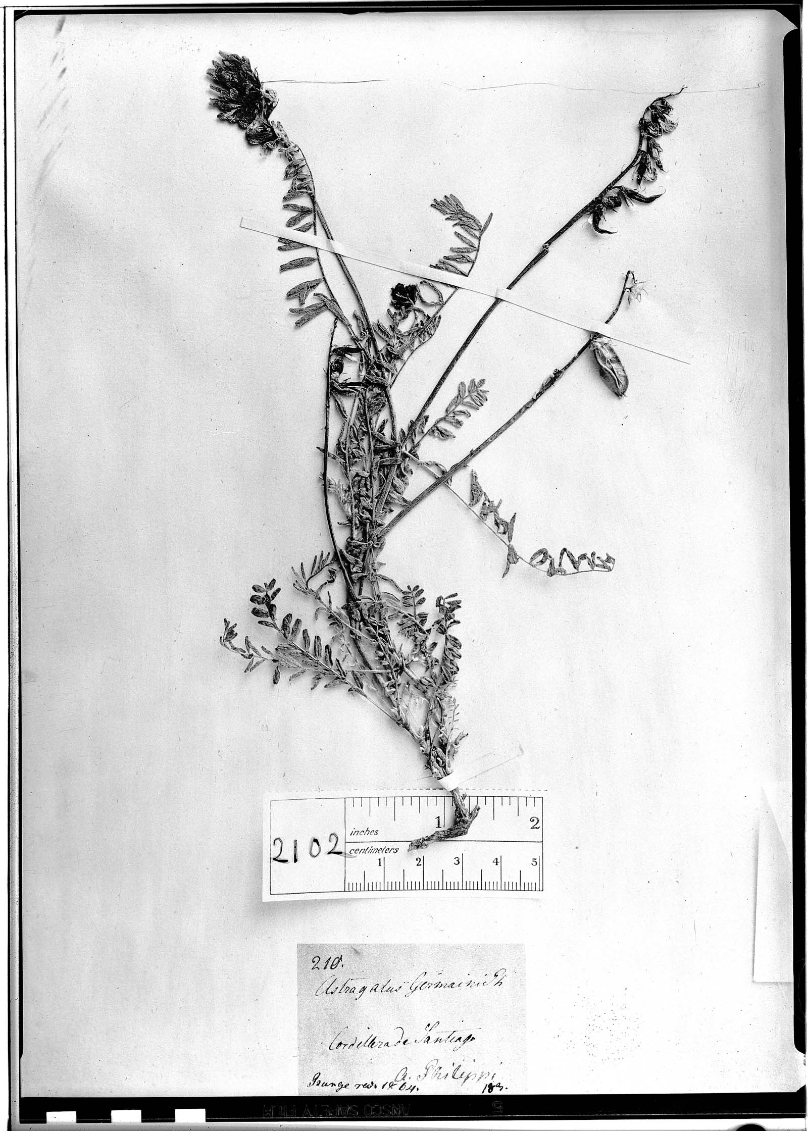 Astragalus germaini image