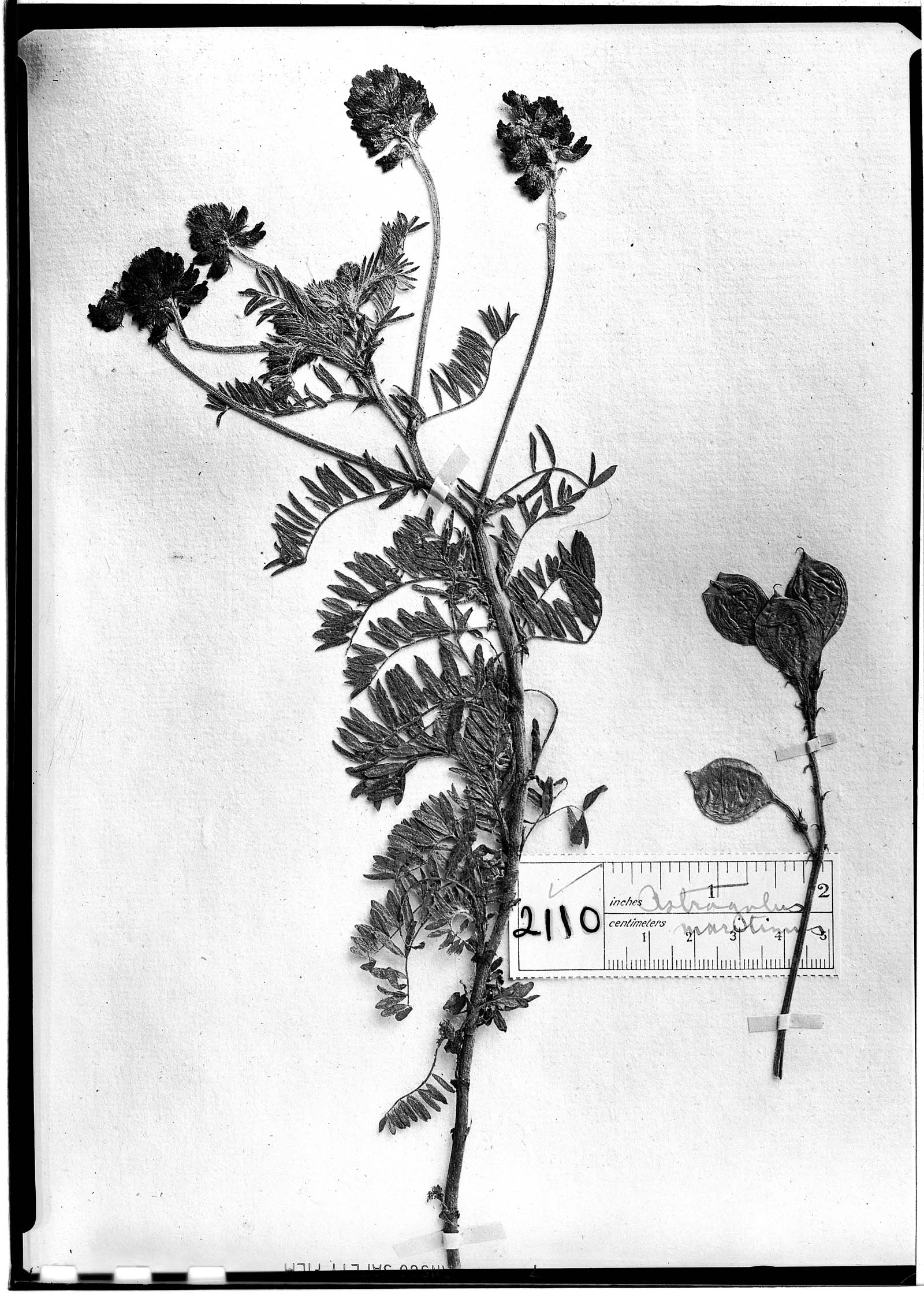Astragalus maritimus image
