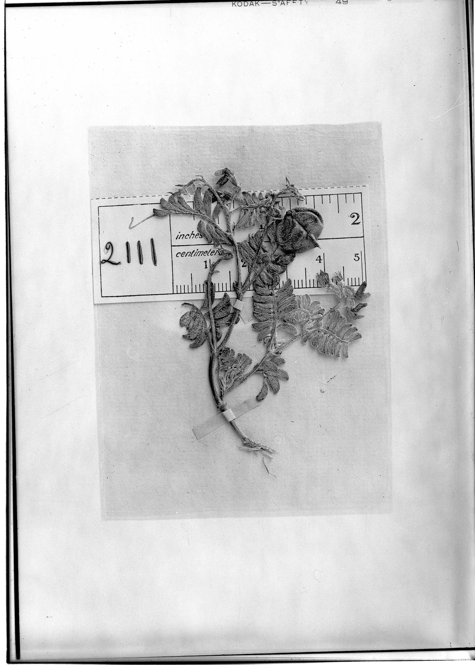 Astragalus nubigenus image