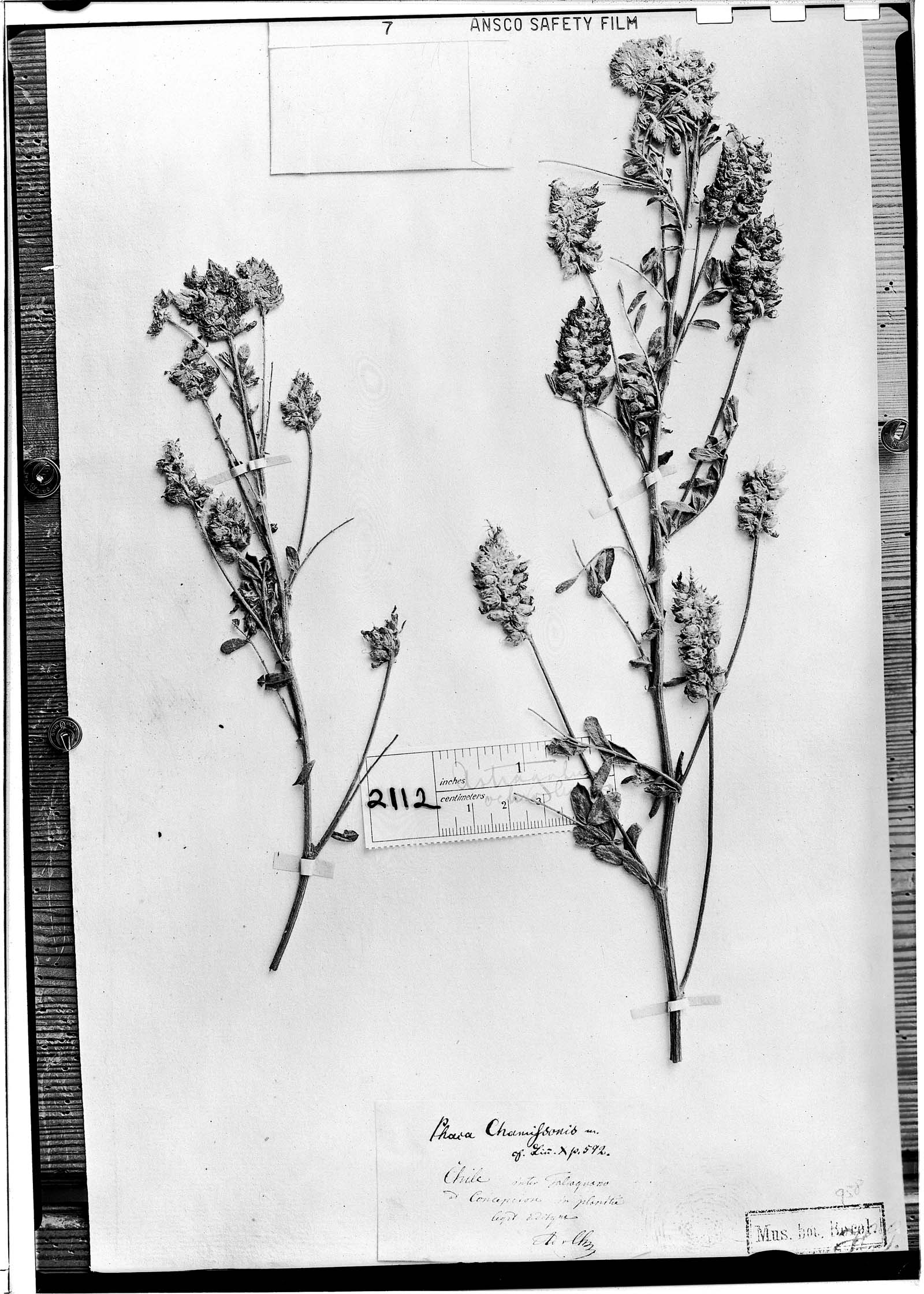 Astragalus ochroleucus image
