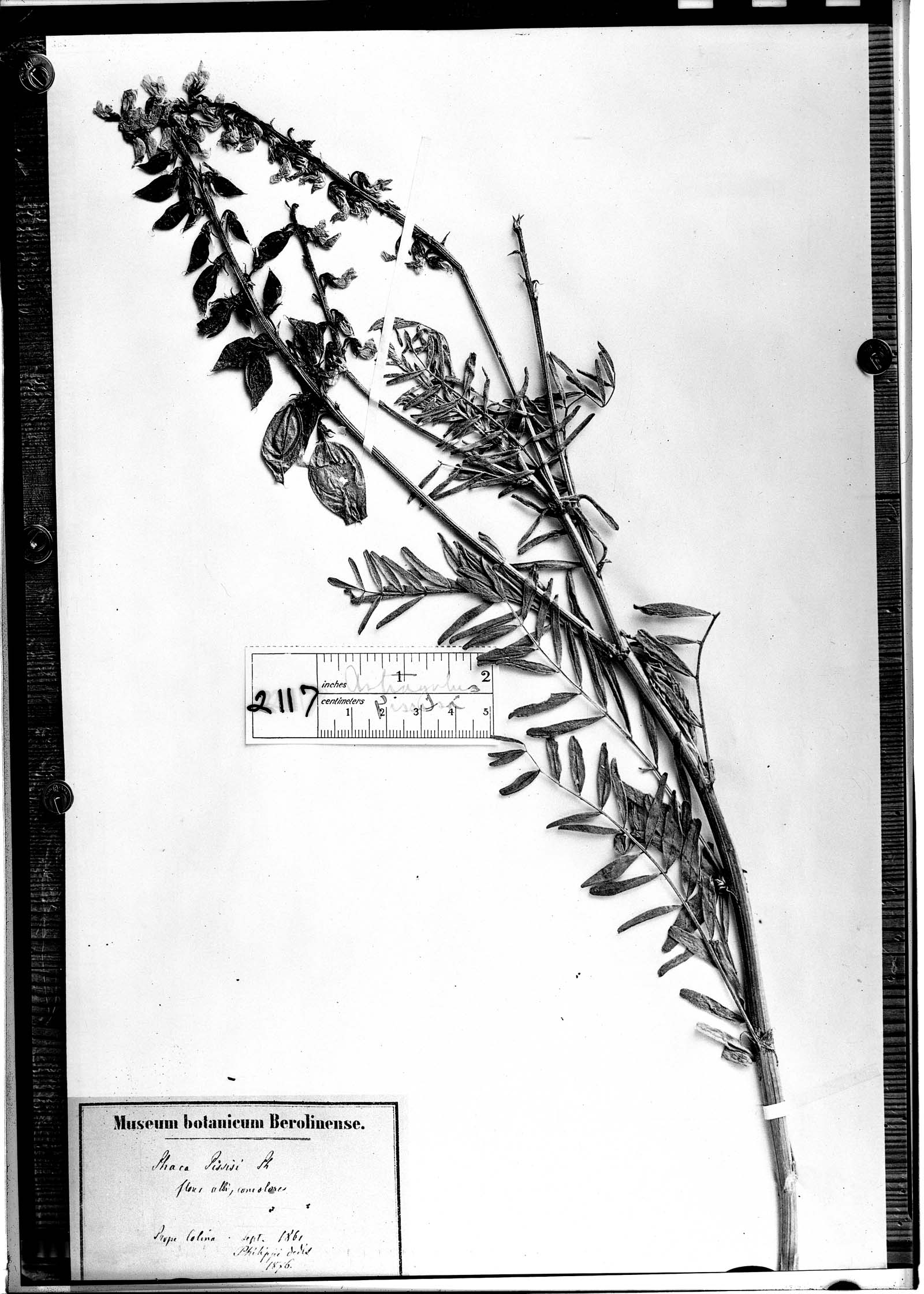 Astragalus pissisi image