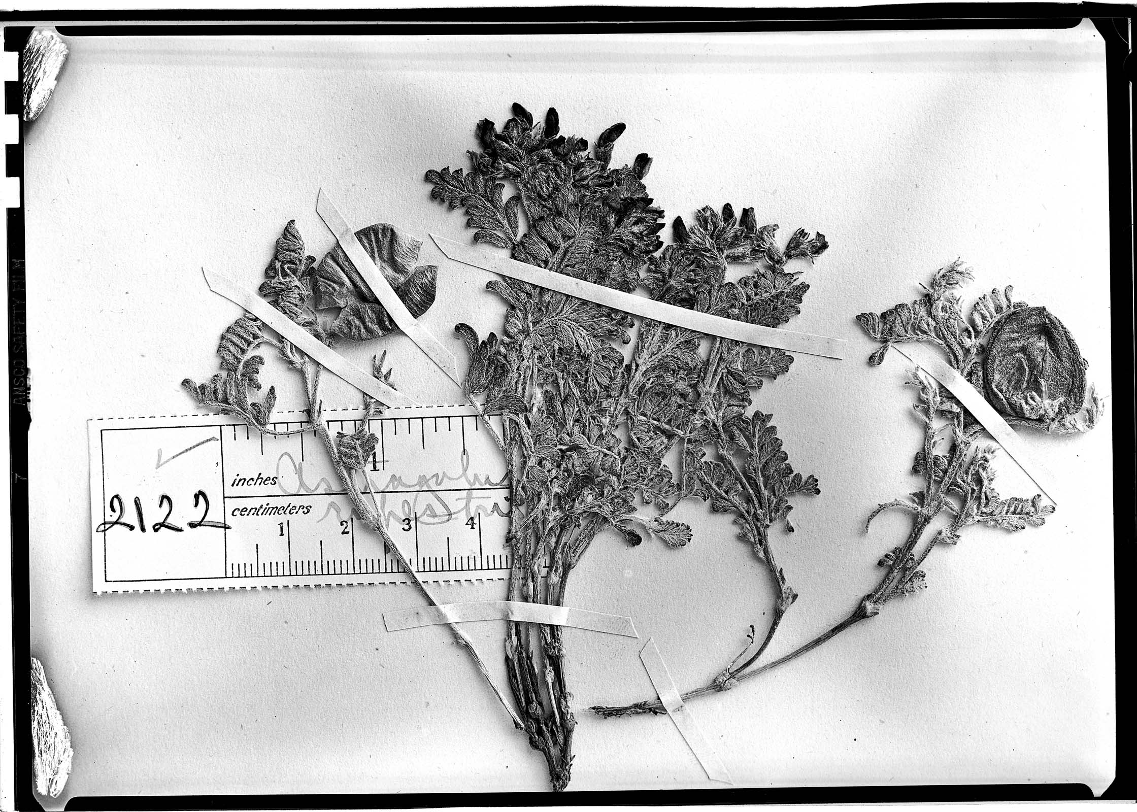 Astragalus rupestris image