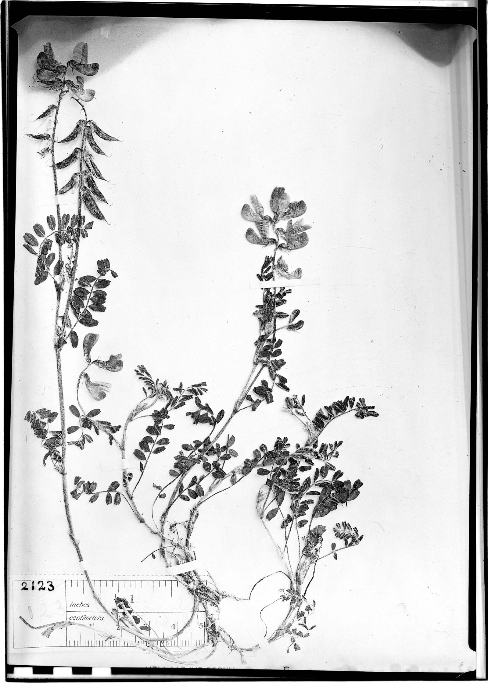 Astragalus tricolor image