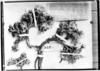 Astragalus urbanianus image