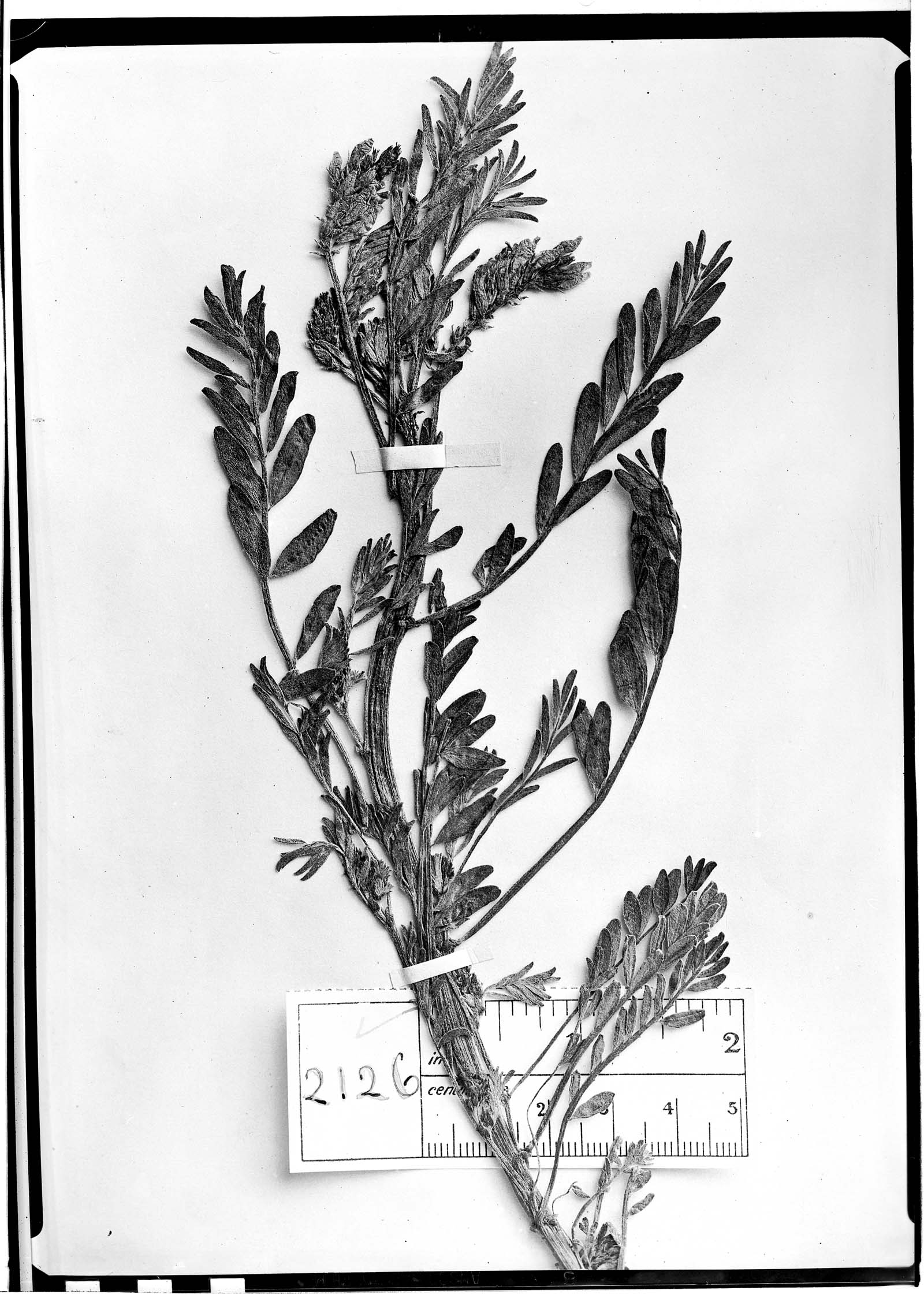 Astragalus vagus image