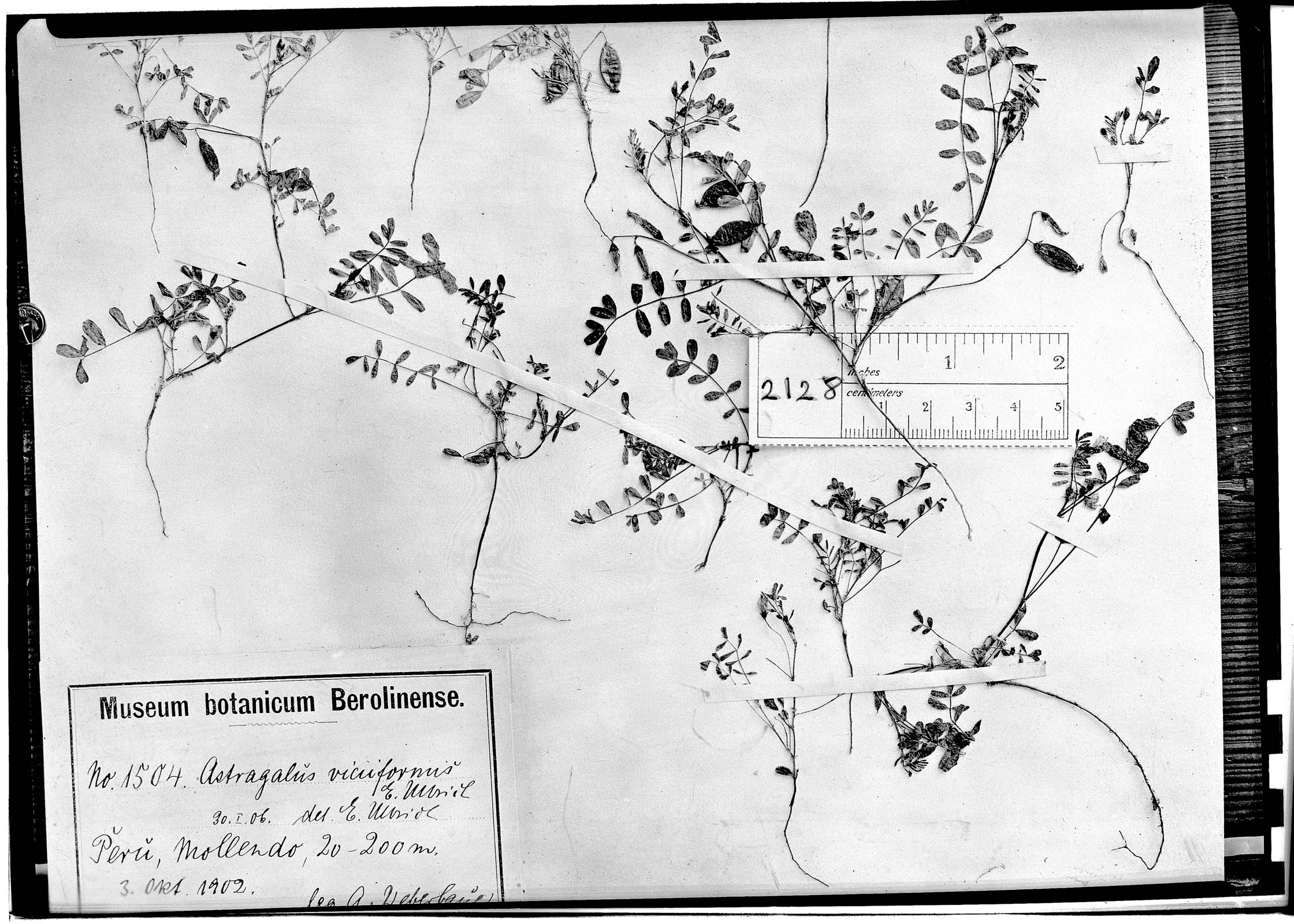 Astragalus viciiformis image