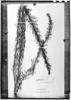 Poiretia angustifolia image
