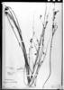 Aeschynomene paucifolia image