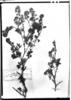 Adesmia coronilloides image