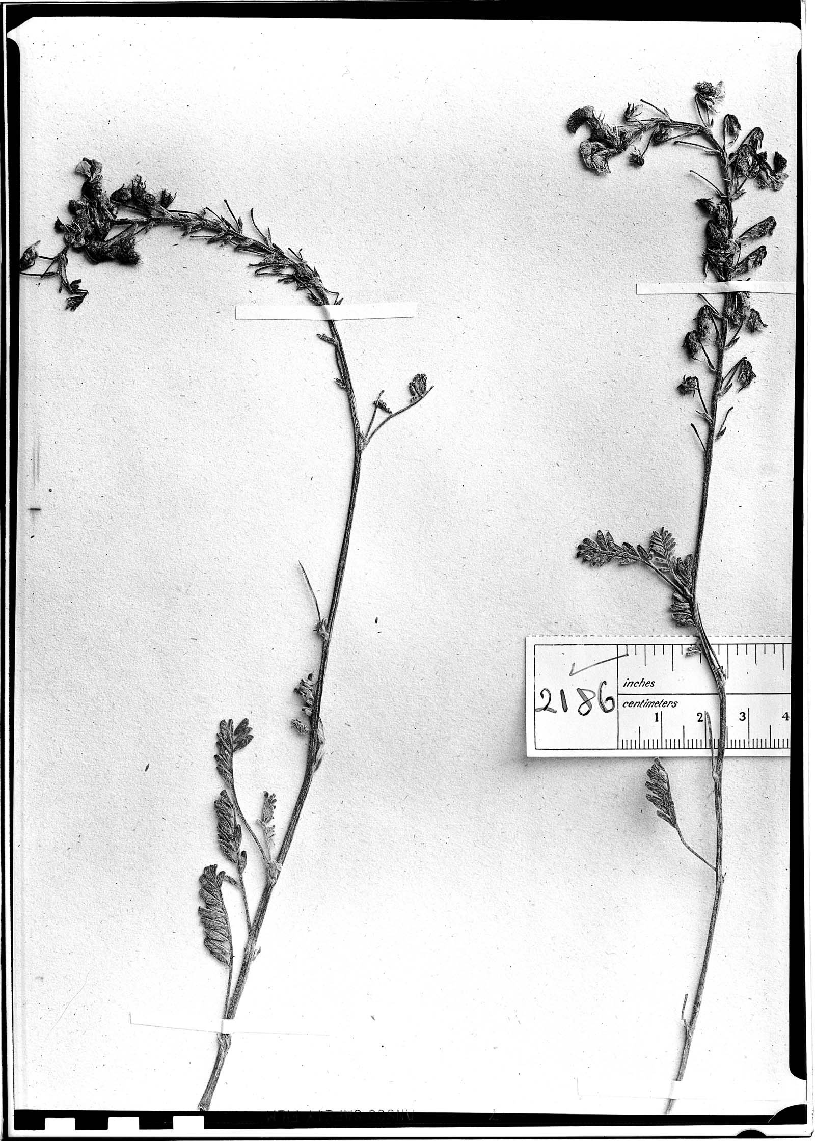 Adesmia corymbosa var. corymbosa image