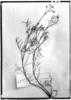 Adesmia filifolia image