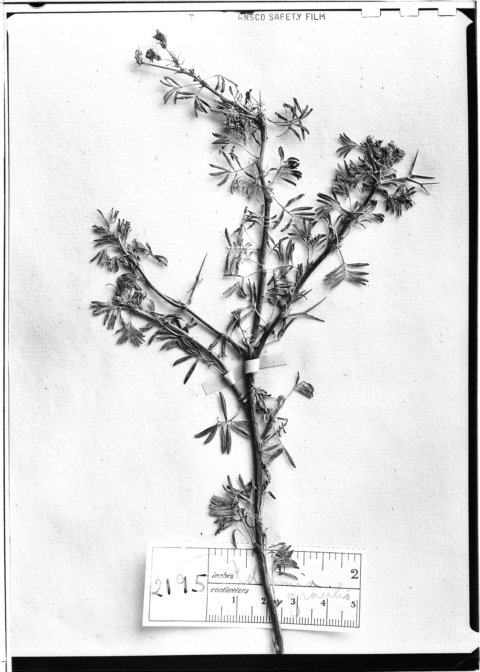Adesmia gracilis image