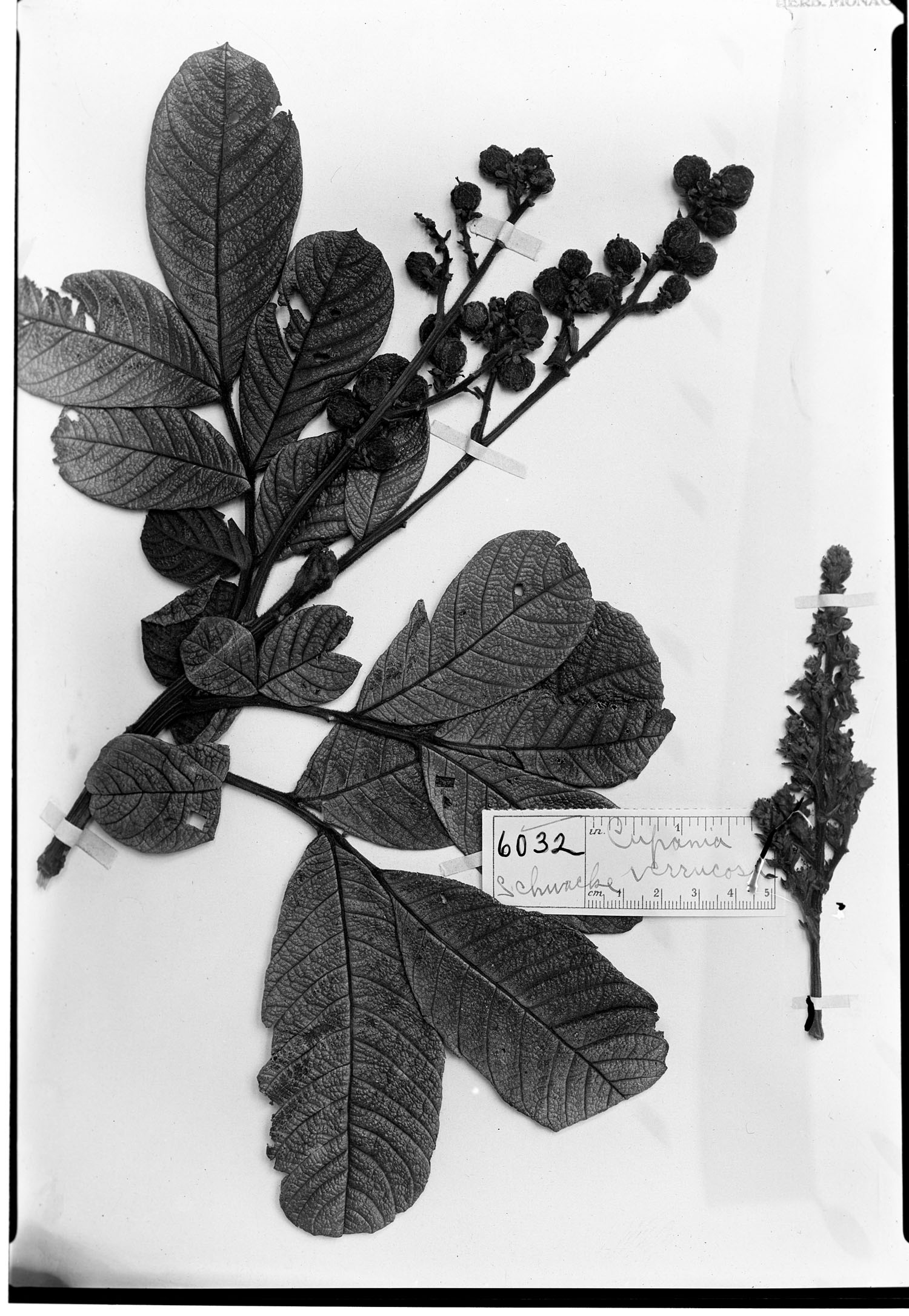 Cupania verrucosa image