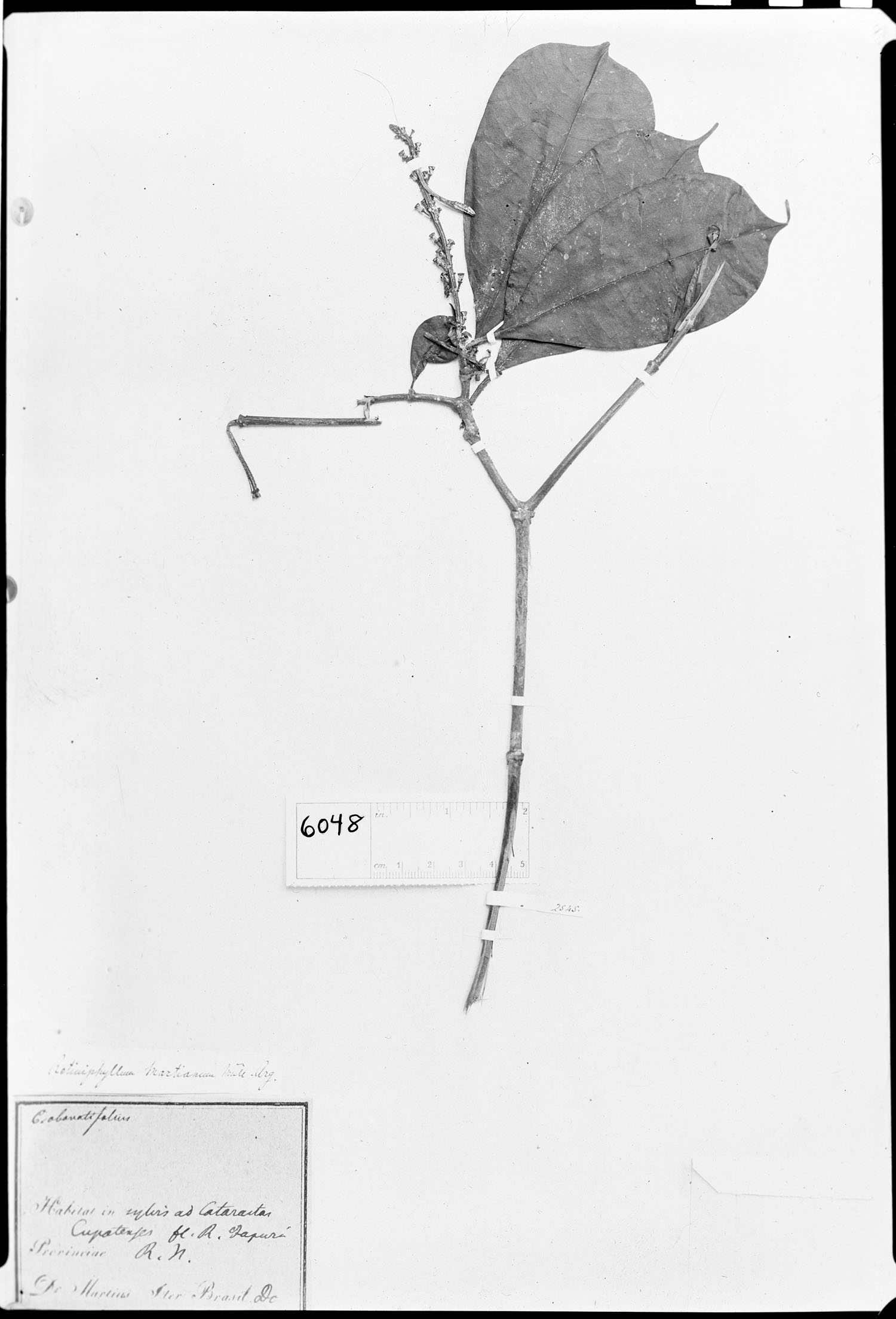 Retiniphyllum martianum image
