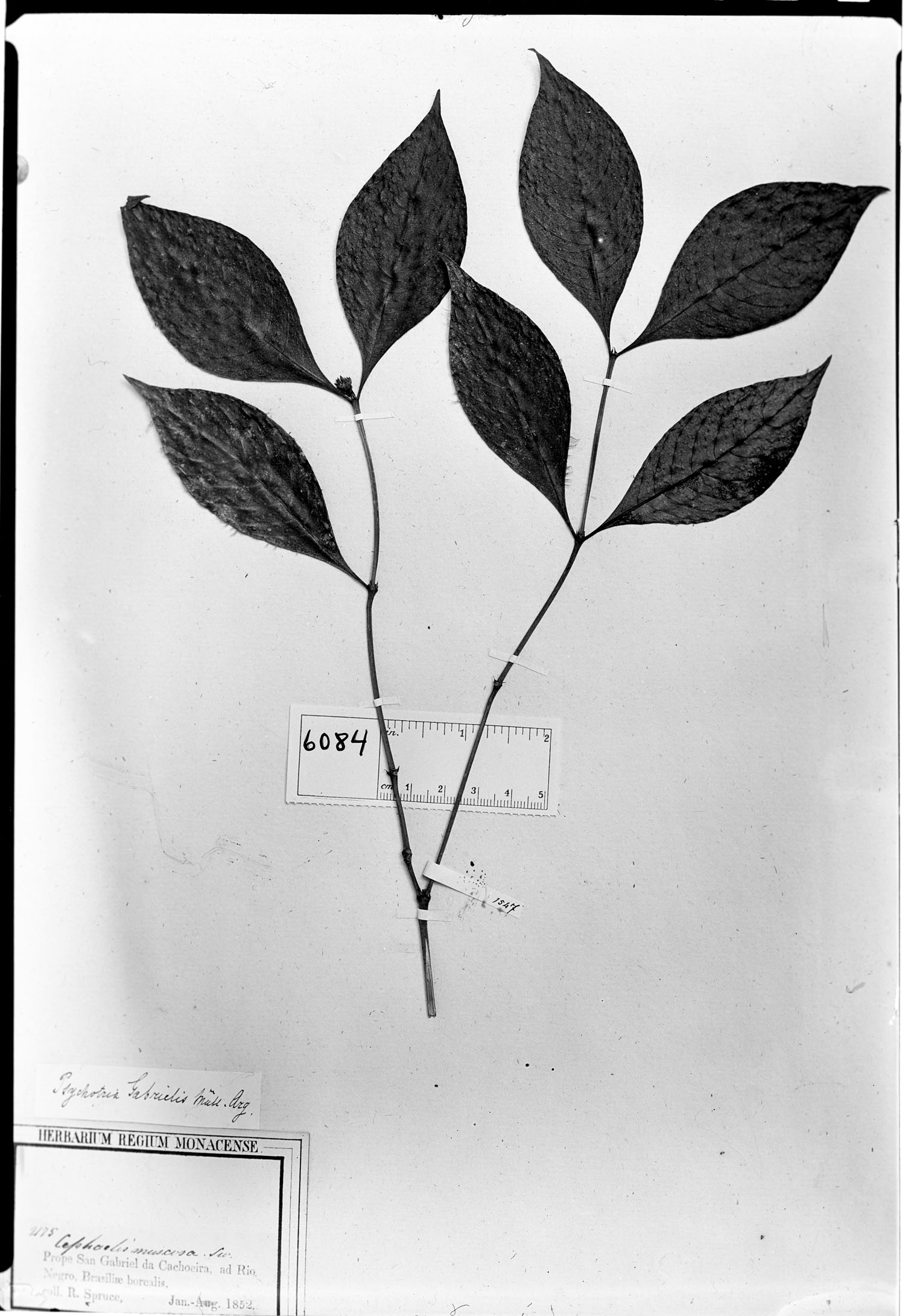 Psychotria gabrielis image