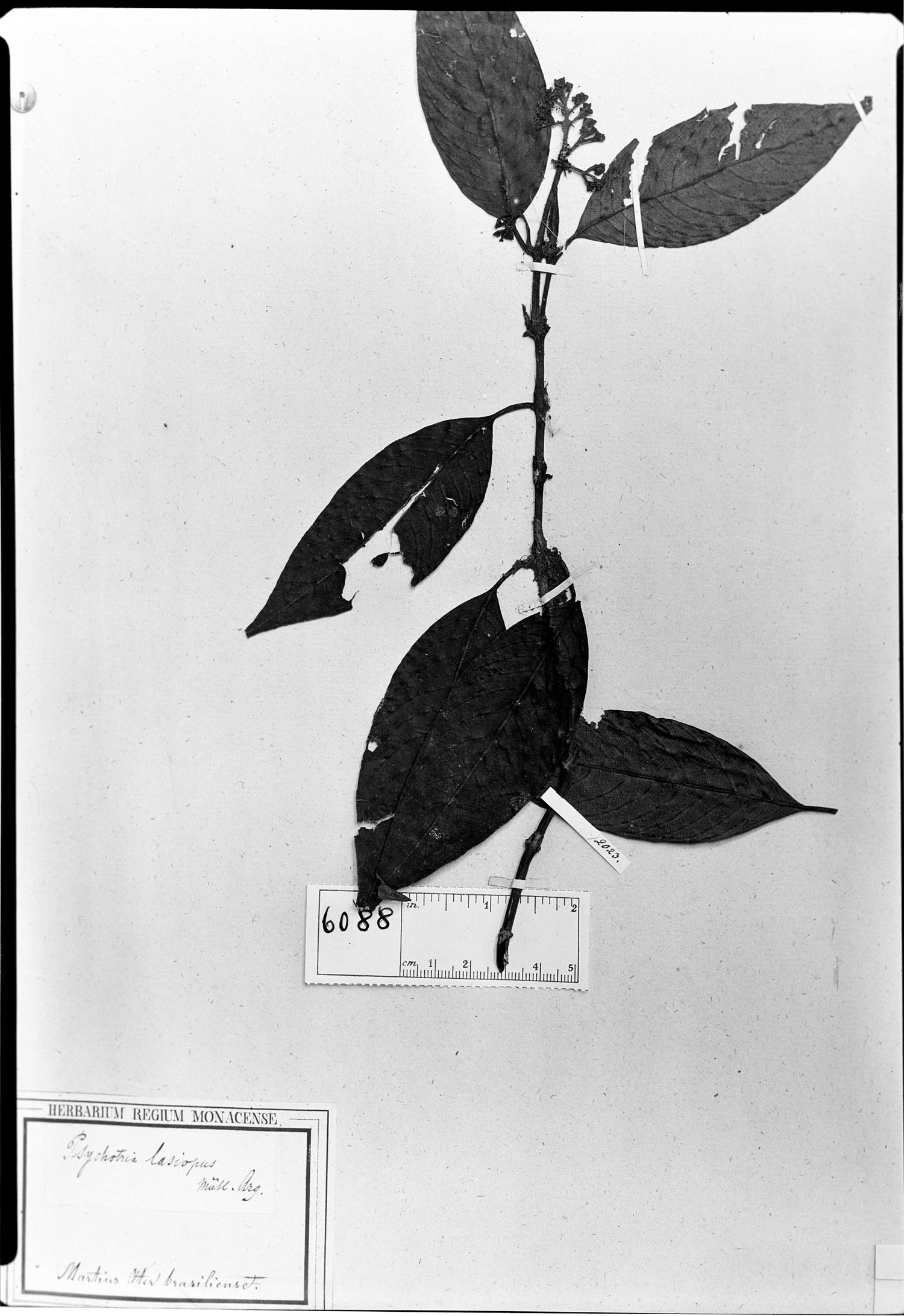 Psychotria lasiopus image