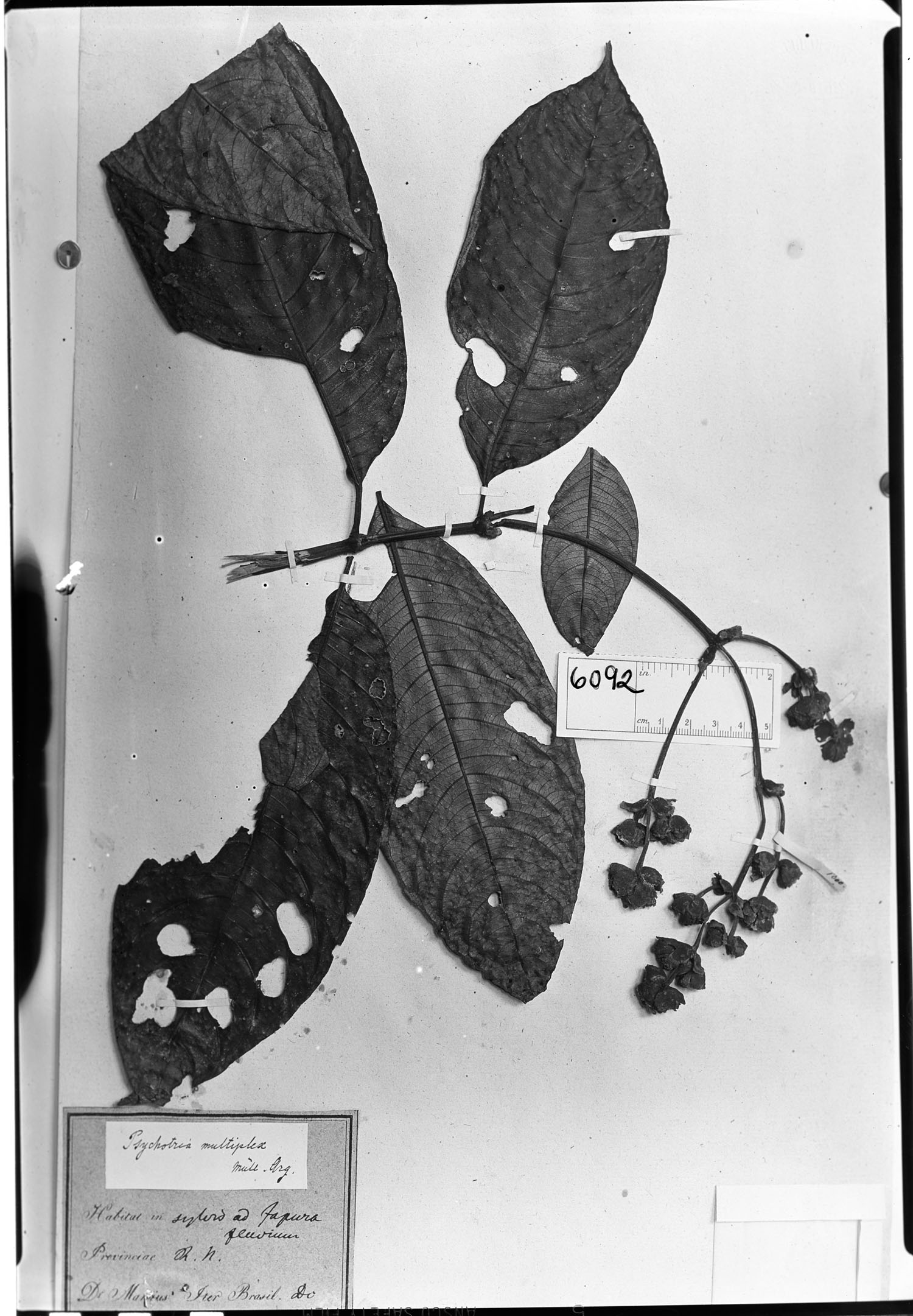 Psychotria multiplex image