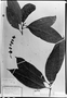 Psychotria obconica image