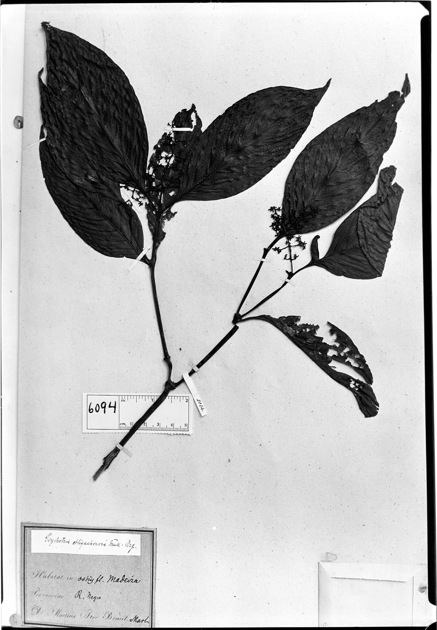 Psychotria obliquinervia image
