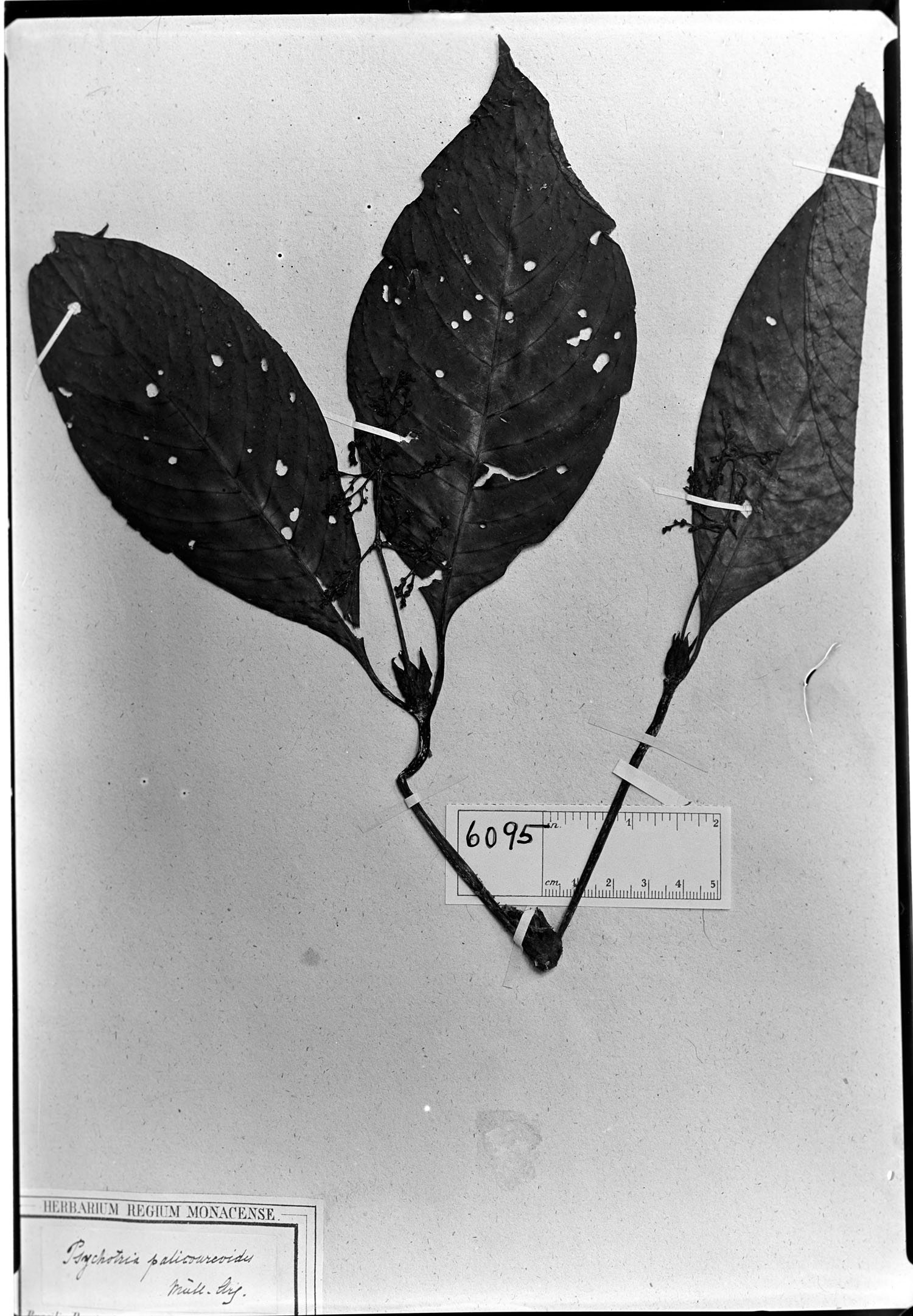 Psychotria palicoureoides image