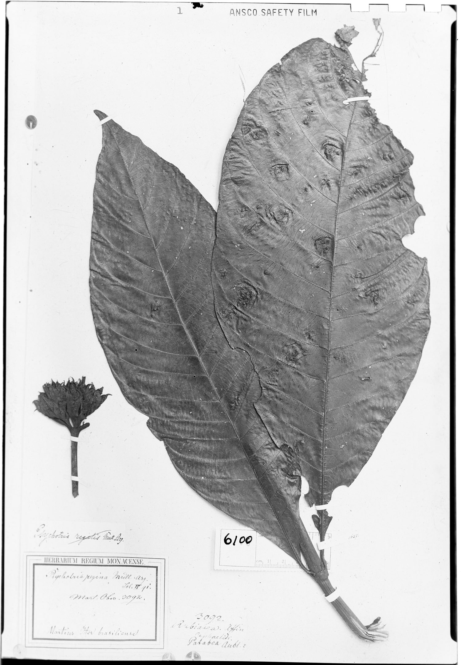 Psychotria regina image