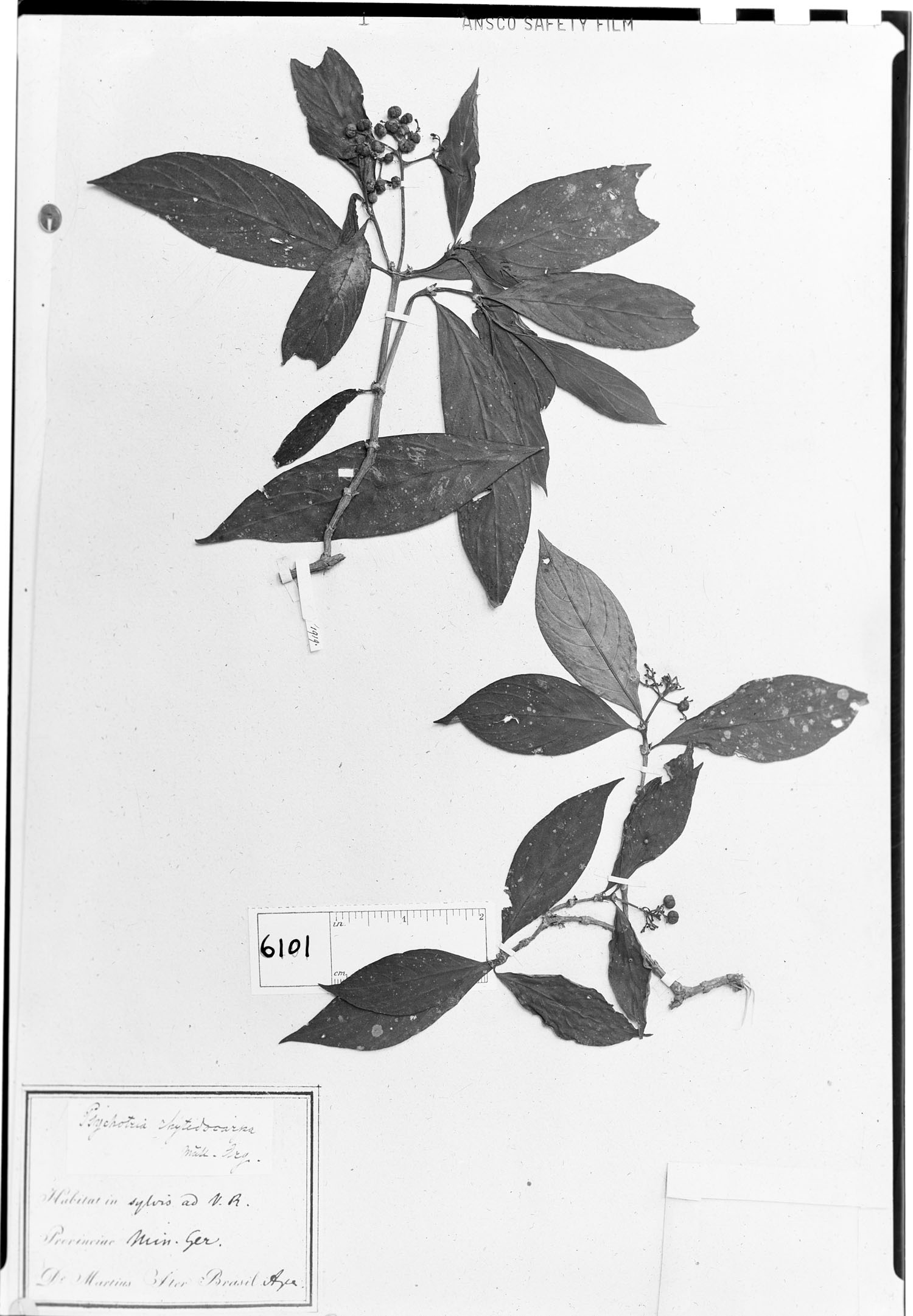 Psychotria rhytidocarpa image